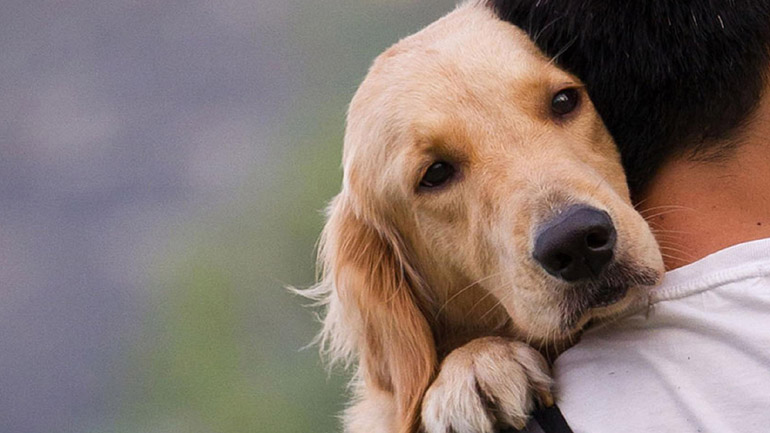 Ψηφίστηκε επί της αρχής το νομοσχέδιο για τα ζώα συντροφιάς – Αντιδρούν οι φιλόζωοι