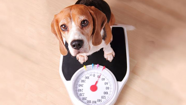 Ποιο είναι το υγιές βάρος για τον σκύλο σας;