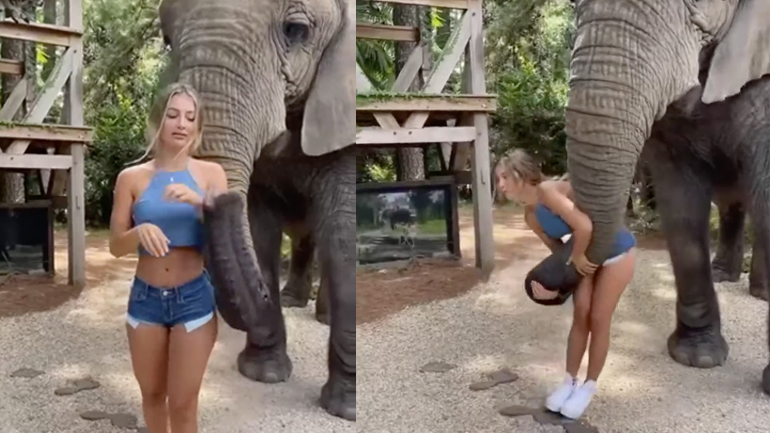 Ο ελέφαντας ερωτεύτηκε