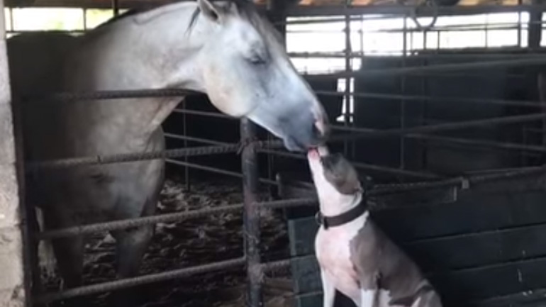 Σκύλος δίνει φιλιά σε ένα άλογο