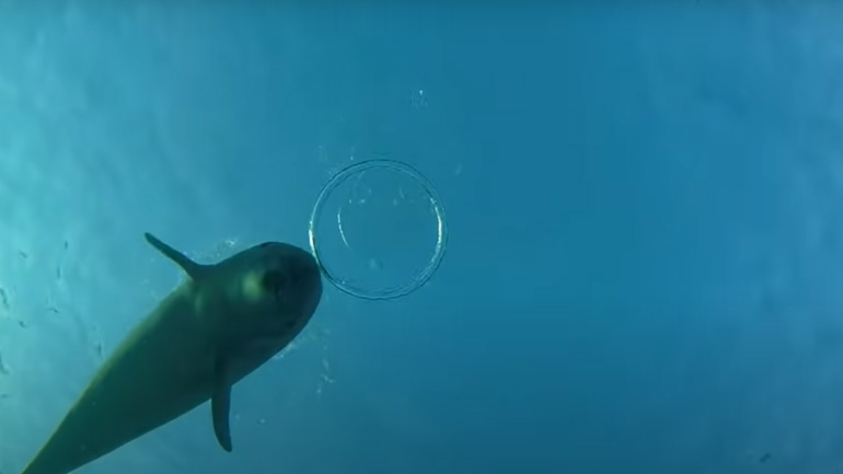 Δελφίνια παίζουν με μια δύτρια