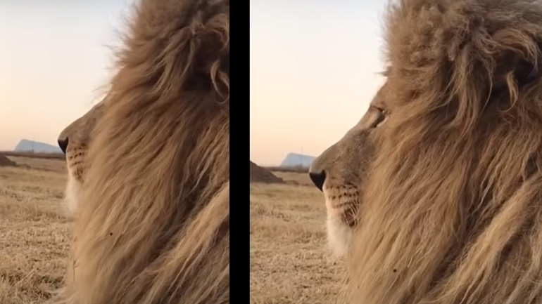 Το φτάρνισμα του λιονταριού