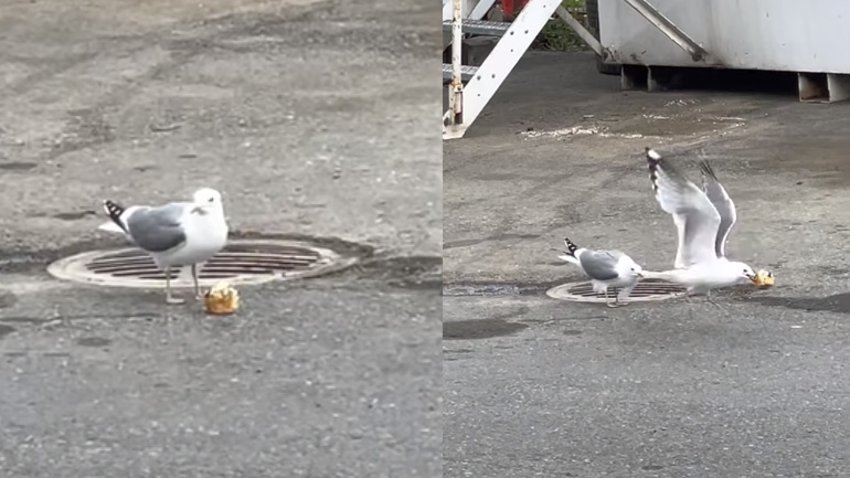 Γλάρος κλέφτης