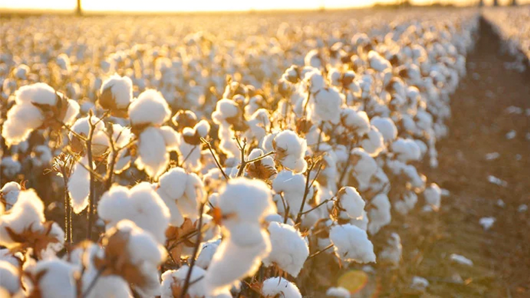 Σε δημόσια διαβούλευση έως τις 28/9 η Eθνική Στρατηγική για το βαμβάκι
