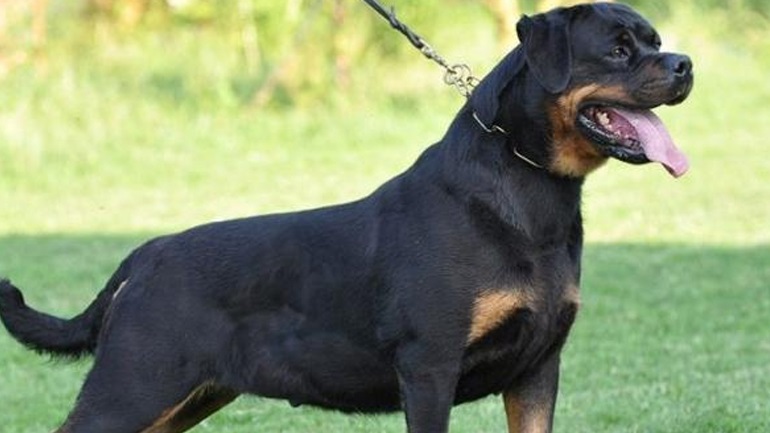 Koζάνη: Ένοχοι οι ιδιοκτήτες του ροτβάιλερ για τον θάνατο του 5χρονου