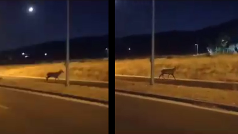 Ελάφι κόβει βόλτες στα Άνω Λιόσια