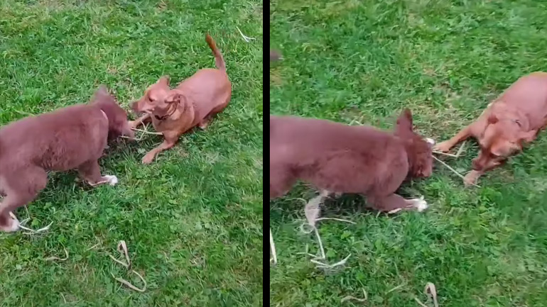 Η μάχη για το σχοινί