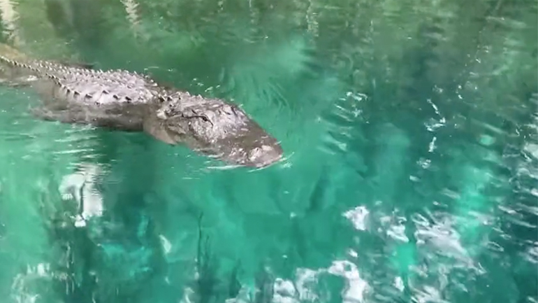 Γυναίκα σε SUP εναντίον αλιγάτορα