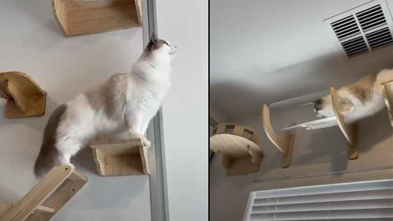 Εντυπωσιακή πίστα για γάτες