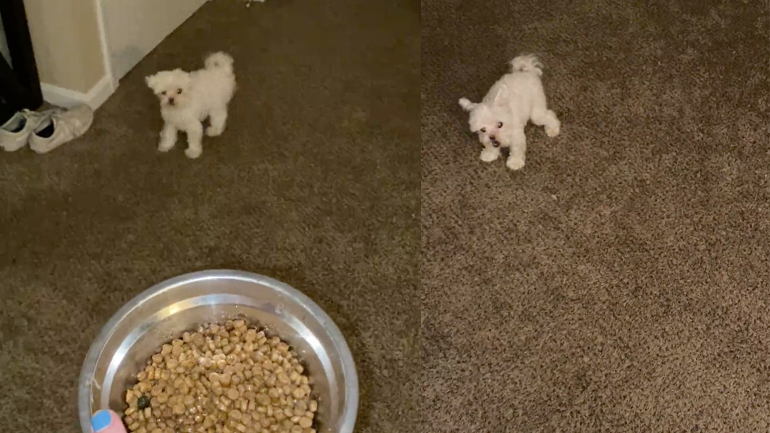 Όταν είναι η ώρα του φαγητού