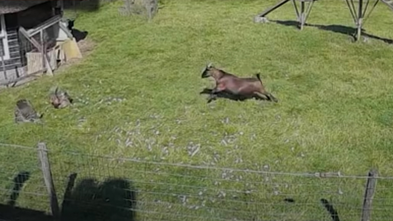 Kόκορας και κατσίκα σώζουν μια κότα από ένα γεράκι