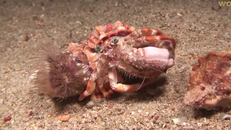 Ένα καβούρι ερημίτης μετακομίζει παρέα με τις ανεμώνες