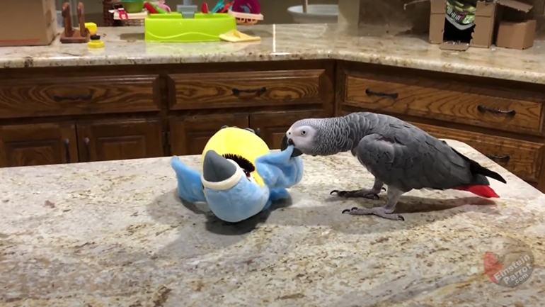 Παπαγάλος επιτίθεται στο παιχνίδι του