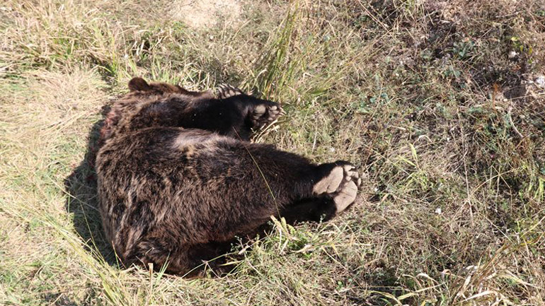 Νεκρή αρκούδα από πυροβολισμό στην Πρέσπα