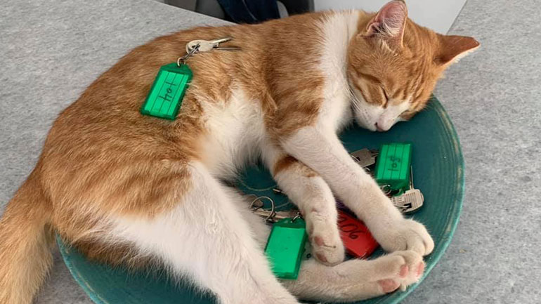 Ξενοδοχείο στην Κεφαλονιά έχει γάτο στη ρεσεψιόν να φυλάει τα κλειδιά Ξενοδοχείο στην Κεφαλονιά έχει γάτο στη ρεσεψιόν να φυλάει τα κλειδιά