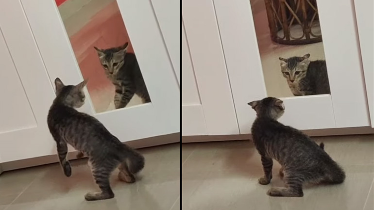 Γατάκι τρομάζει από το είδωλό του στον καθρέφτη 
