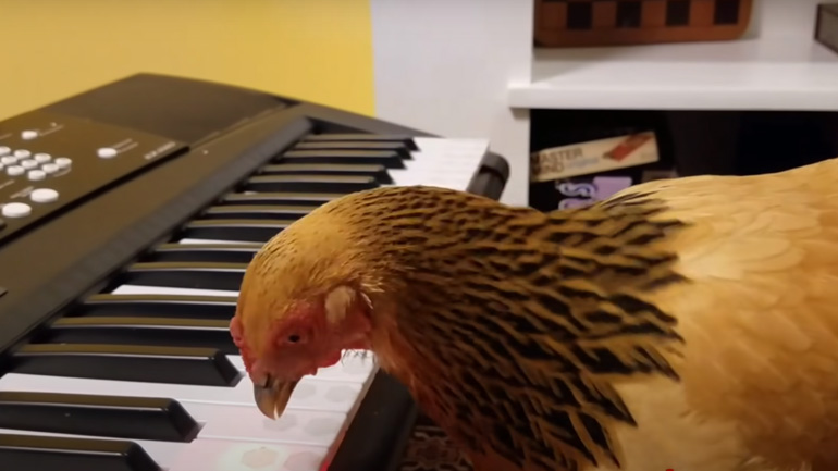 Kότα στο αρμόνιο Kότα στο αρμόνιο