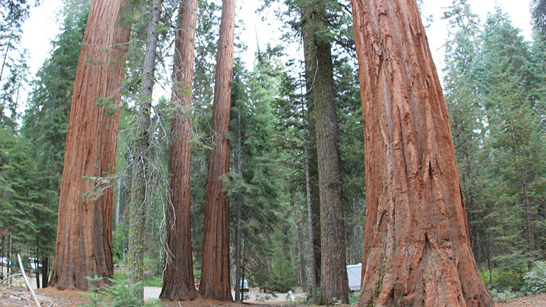ΗΠΑ: Πυροσβέστες καλύπτουν με αλουμίνιο τους κορμούς από σεκόγιες για να τις προστατεύσουν από πυρκαγιές