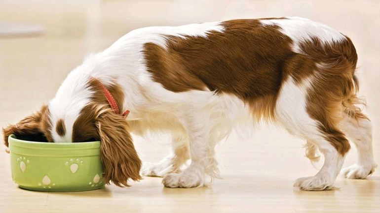 10 τροφές που είναι τοξικές για τον σκύλο σας