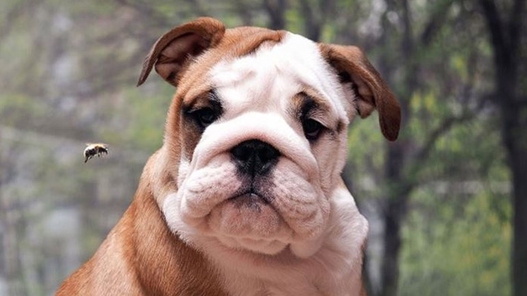 Τι να κάνουμε εάν τσιμπήσει τον σκύλο μας μέλισσα