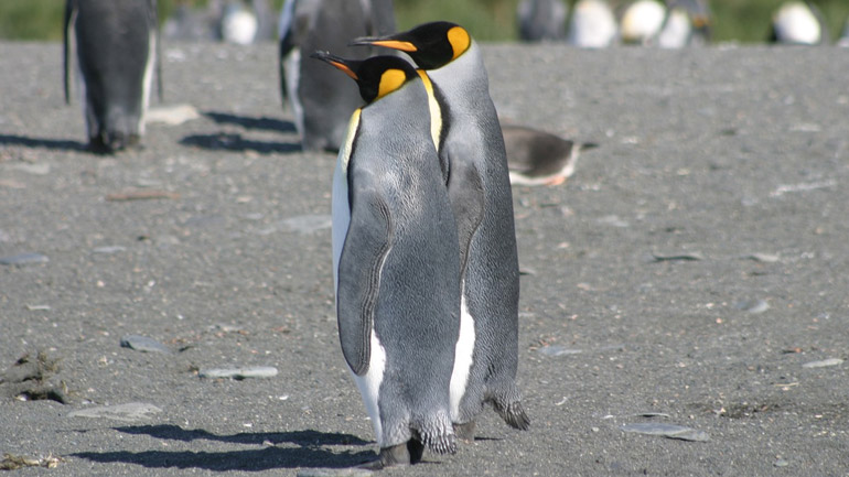 Νότια Αφρική: Μέλισσες σκότωσαν 63 πιγκουίνους ενός απειλούμενου είδους
