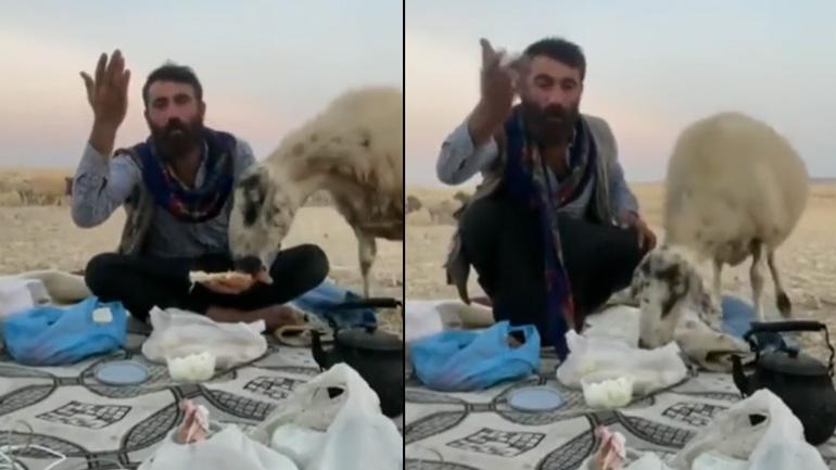 Πρόβατο κλέβει το σνακ ενός άνδρα