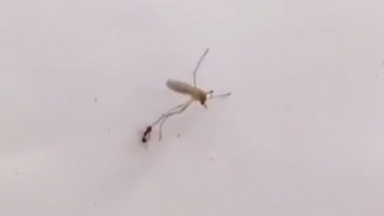 Kουνούπι εναντίον μυρμηγκιού