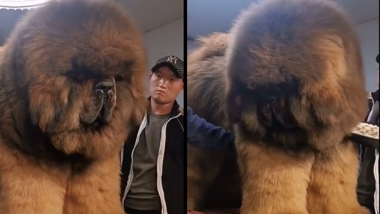 Θιβετιανό μαστίφ