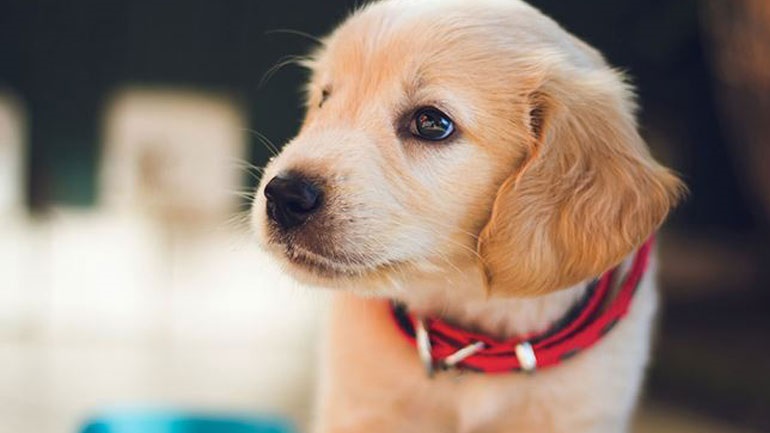 Γιατί γαβγίζει συνεχώς ο σκύλος σας;