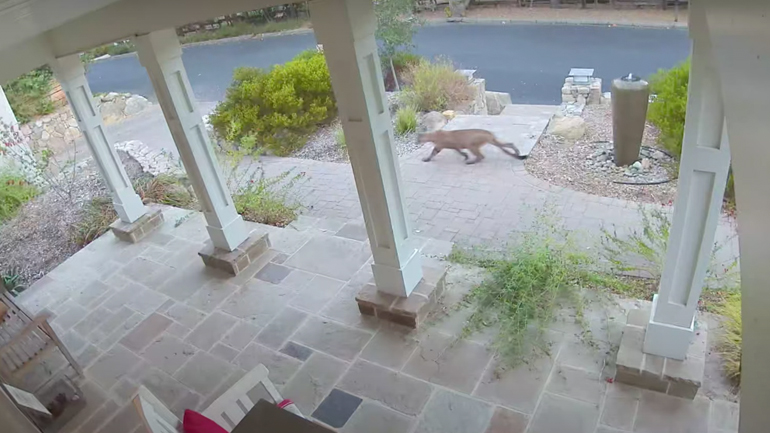 Πούμα κρύβεται πίσω από έναν θάμνο (Καλιφόρνια)