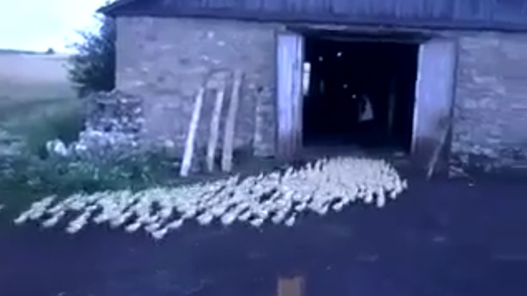 Πάπιες στρατιώτες