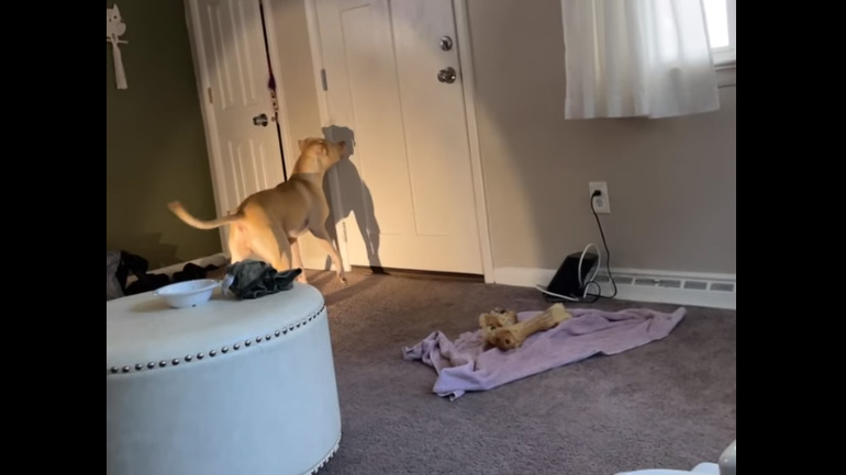 Ο σκύλος κυνηγά τη σκιά της ουράς του