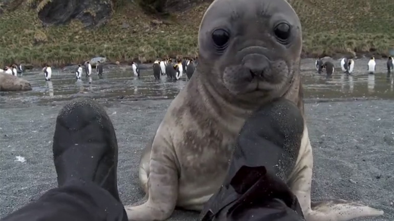 Φώκια επισκέπτεται άνδρα
