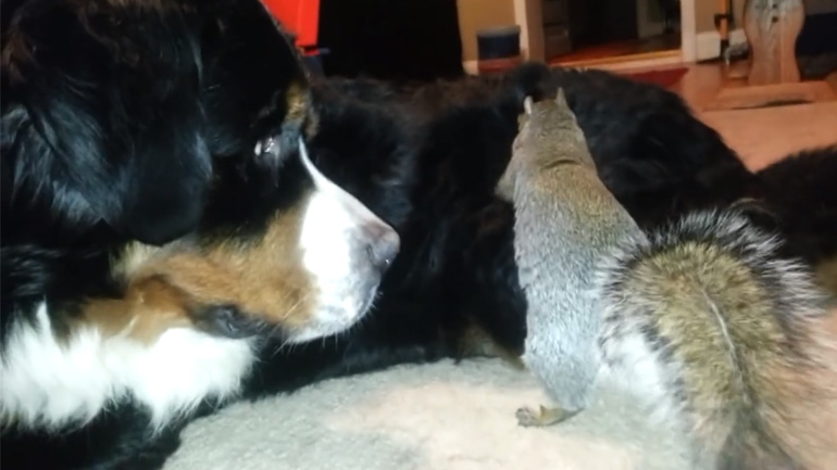 Ο σκίουρος θέλει να κρύψει ένα βελανίδι στον σκύλο