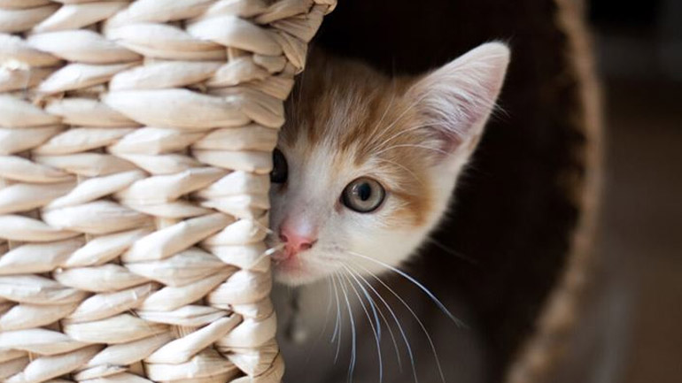 Γιατί η γάτα νιαουρίζει τη νύχτα;