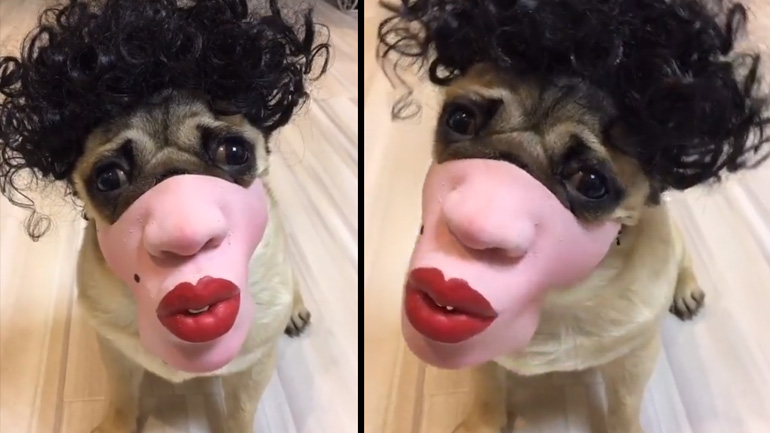 Ο σκύλος μεταμφιέστηκε άνθρωπος