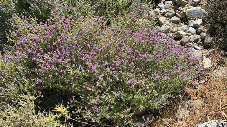 H φωτιά δεν έκαψε το άρωμα του