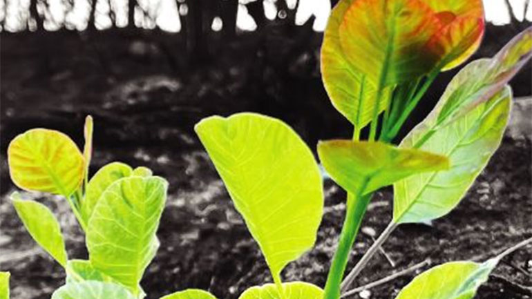 «Μένουμε Όρθιοι»: Μια ξεχωριστή συναυλία για την ενίσχυση των πυρόπληκτων οικογενειών της Βόρειας Εύβοιας