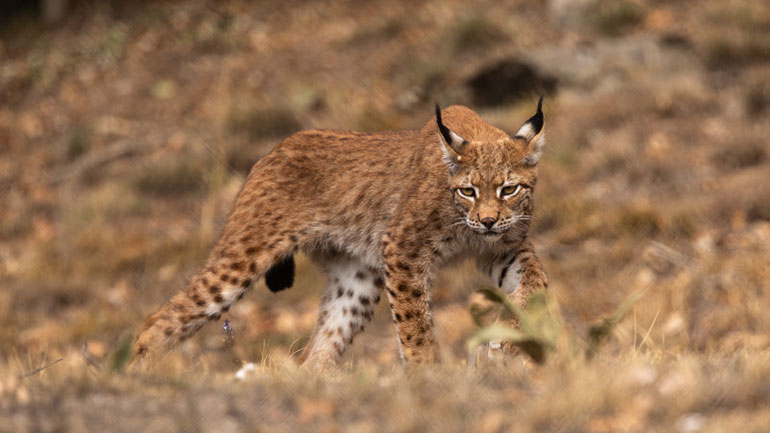 Λύγκας: Το εξαφανισμένο στην Ελλάδα άγριο θηλαστικό στον Αρκτούρο Λύγκας: Το εξαφανισμένο στην Ελλάδα άγριο θηλαστικό στον Αρκτούρο