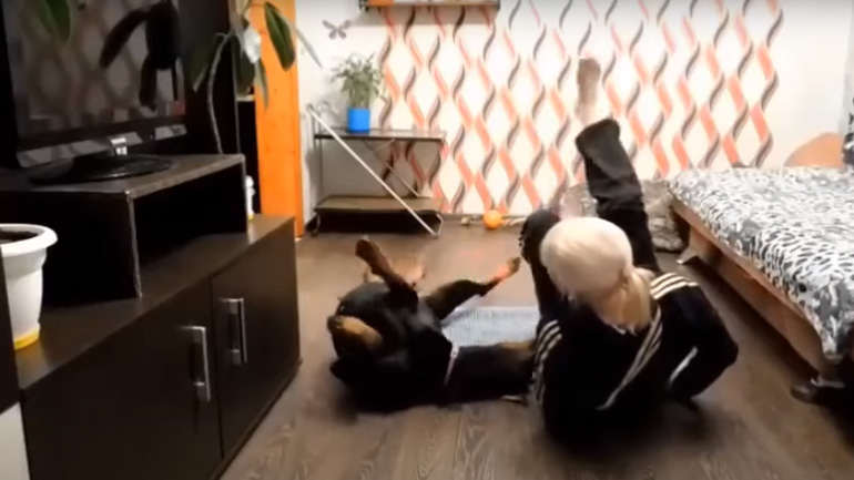 Το ντόπερμαν συμμετέχει στη γυμναστική