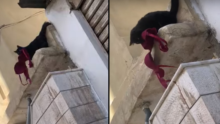 Γάτα φέρνει ένα σουτιέν στο σπίτι 