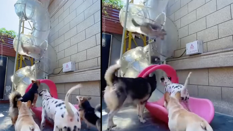 Τσουλήθρα για σκύλους