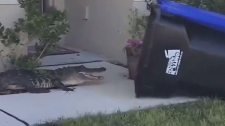 Άνδρας πιάνει αλιγάτορα με κάδο απορριμμάτων