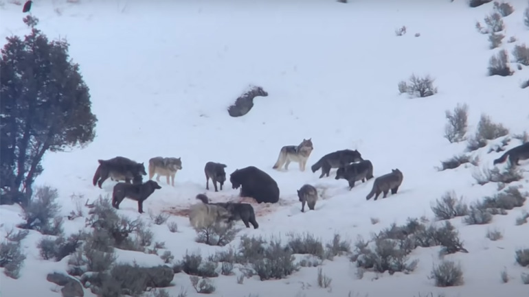 Λύκοι θέλουν να φάνε από τη λεία της αρκούδας
