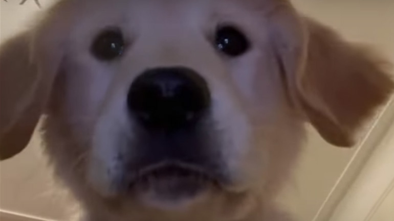 Ο σκύλος ήθελε να βγάλει selfie