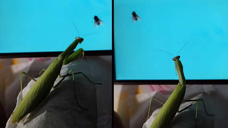 Αλογάκι της Παναγίας προσπαθεί να πιάσει ψηφιακή μύγα