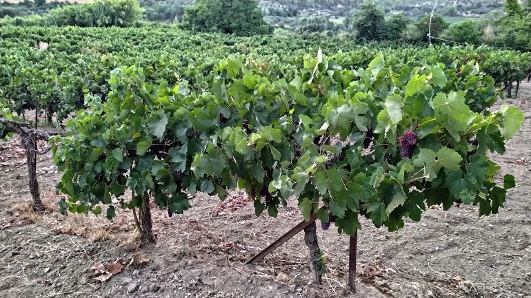 Στο ΦΕΚ η απόφαση για το μέτρο των «Νέων Αγροτών»