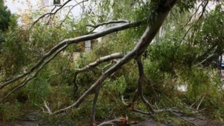 Απλοποιείται η διαδικασία για κλαδεύσεις και απομακρύνσεις δέντρων σε ιδιωτικές εκτάσεις εκτός ορίων οικισμού