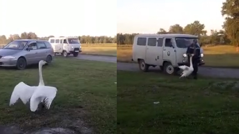 Κύκνος καλωσορίζει τον ιδιοκτήτη του