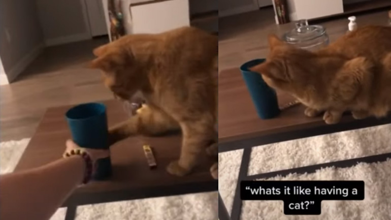 Πώς είναι να έχεις γάτα